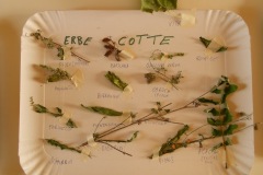 giornata_riconoscimento_erbe_spontanee_24_10_2015_5