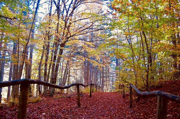 RICONOSCIMENTO DELLE ERBE SPONTANEE D’AUTUNNO E TESSITURA DELL’INTENTO  